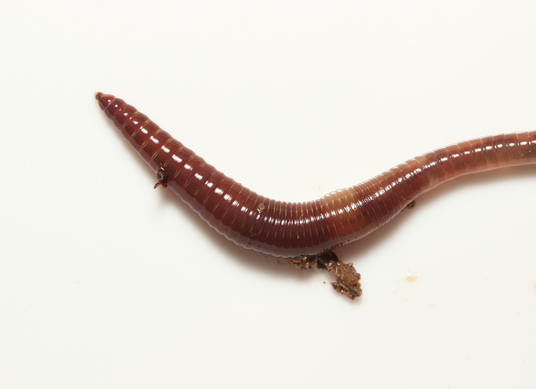 Lumbricus castaneus (Savigny, 1826)