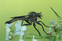 Didysmachus picipes