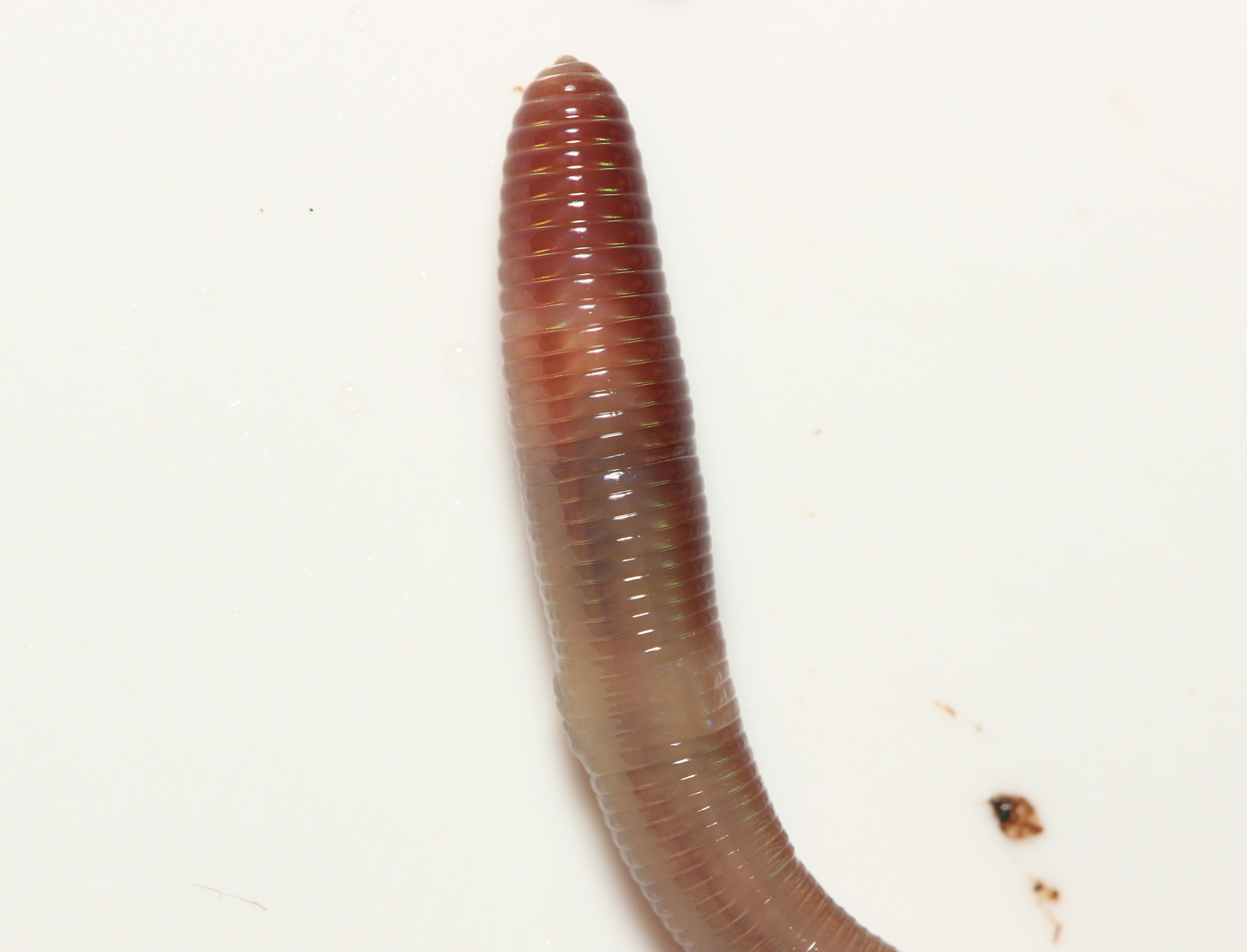 Lumbricus castaneus (Savigny, 1826)