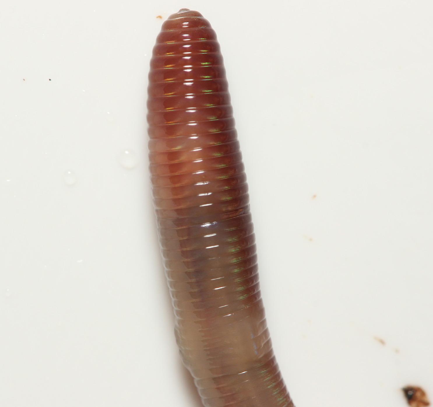 Lumbricus castaneus (Savigny, 1826)