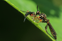 Dioctria rufipes