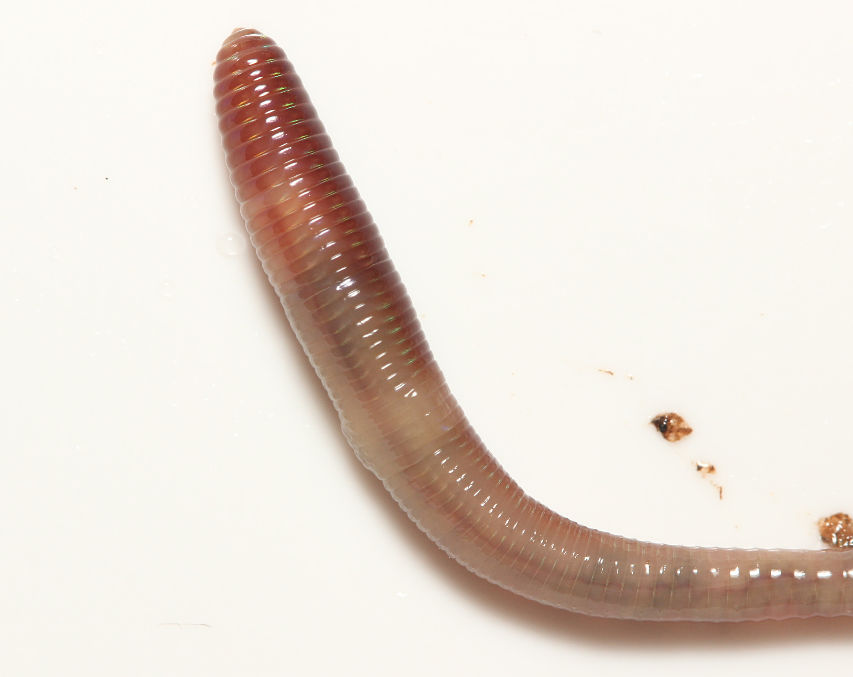 Lumbricus castaneus (Savigny, 1826)
