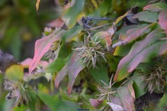 Zabelia triflora