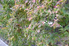 Zabelia triflora