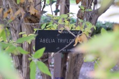 Zabelia triflora