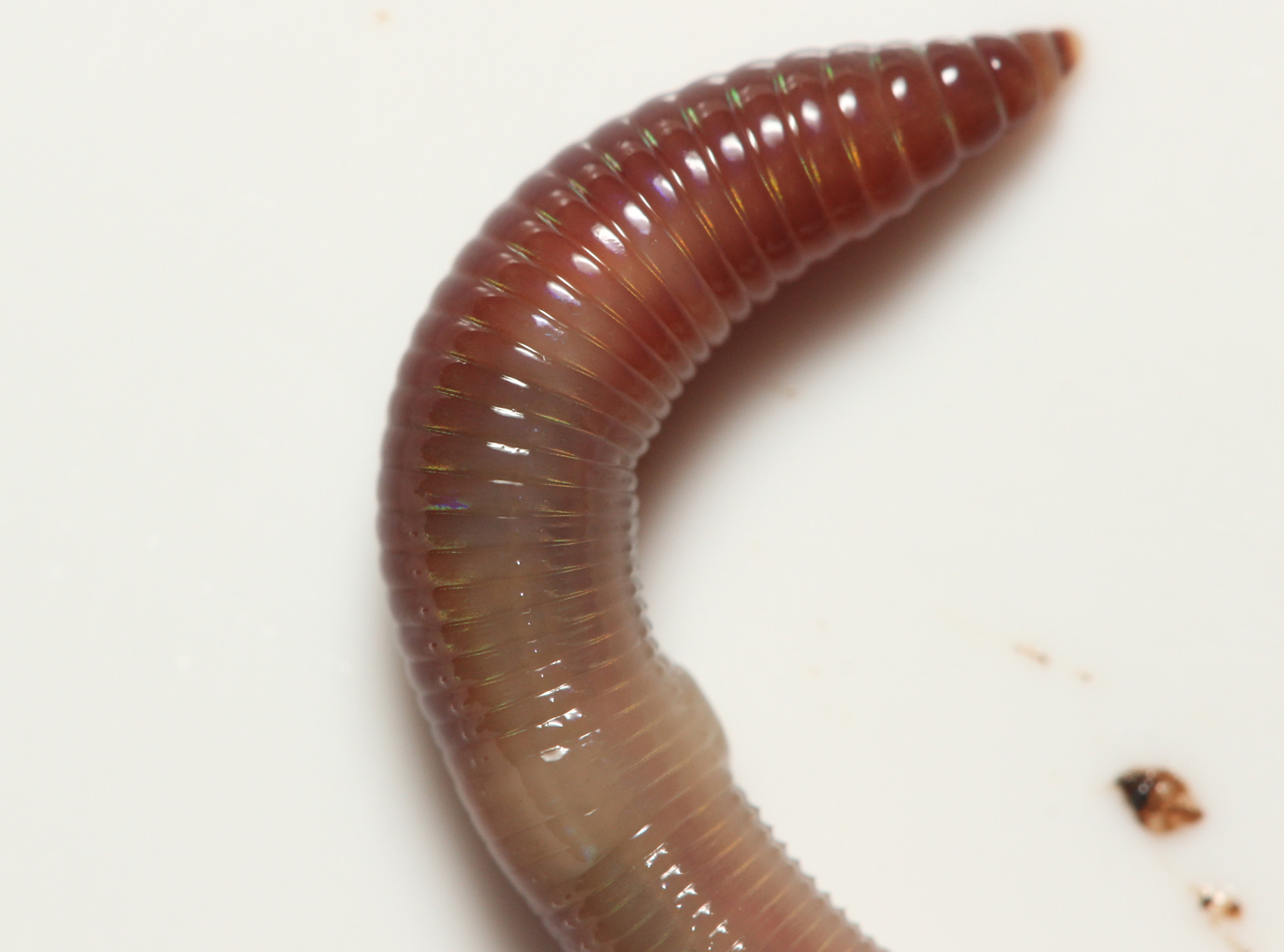 Lumbricus castaneus (Savigny, 1826)