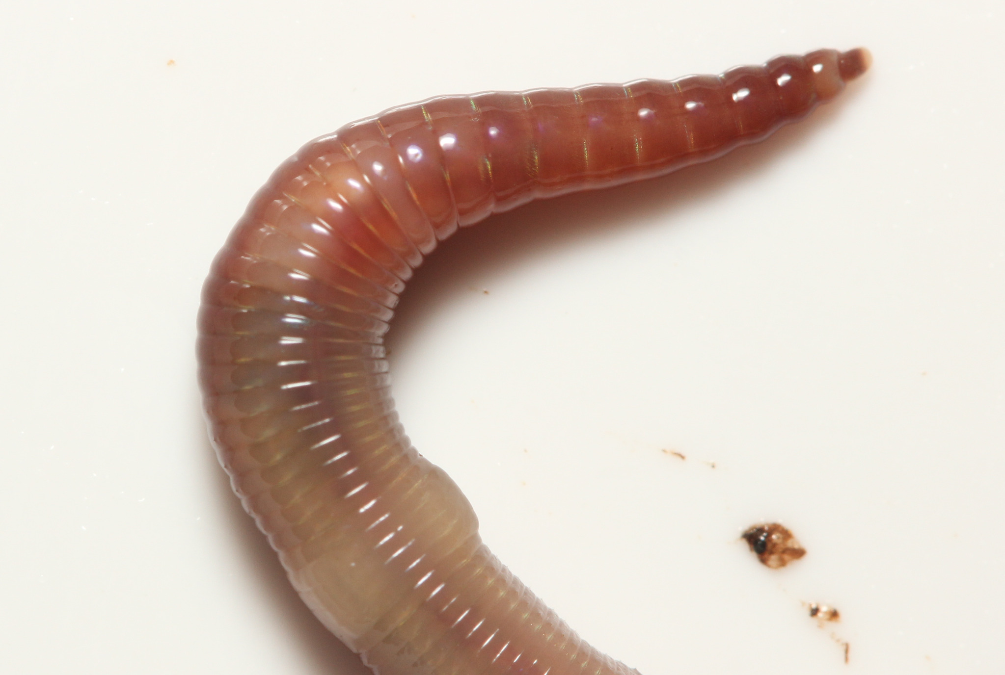 Lumbricus castaneus (Savigny, 1826)