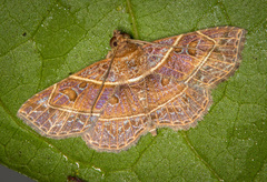 Antiblemma fuscireticulata