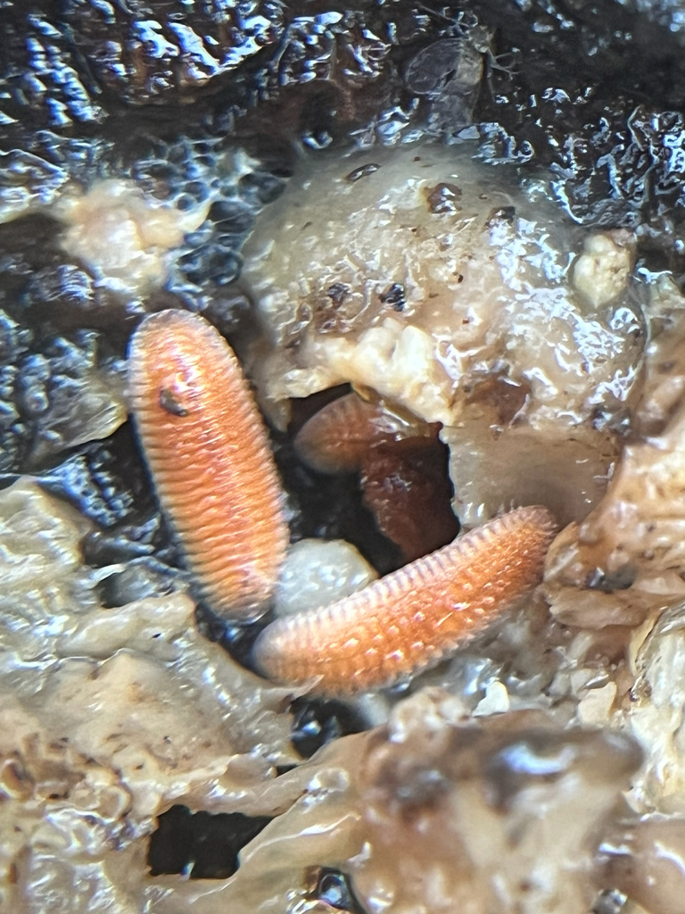 Octoglena anura
