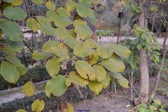 Ehretia dicksonii