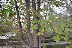 Ehretia dicksonii