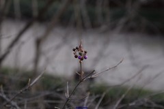 Callicarpa bodinieri