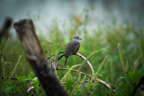 Croaking Ground Dove