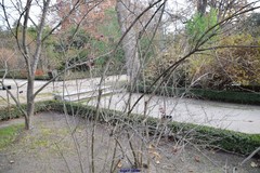 Callicarpa bodinieri