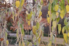 Colquhounia coccinea