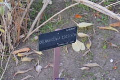 Colquhounia coccinea