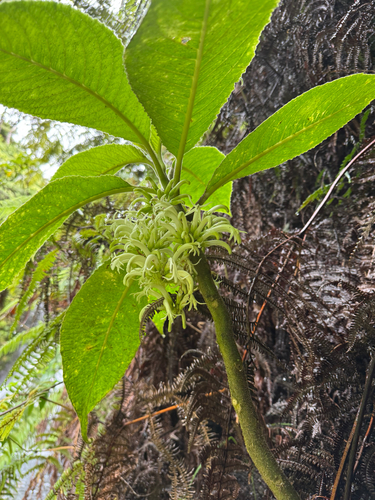 Cyanea pilosa observed 2026-01-15