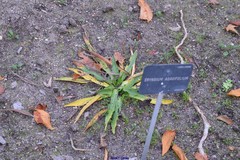 Eryngium agavifolium
