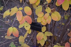 Viburnum buddleifolium