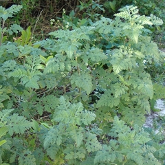 Ambrosia hispida, photograph (c) Peter Burka, some rights reserved (CC BY-SA)