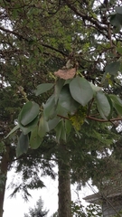 Arbutus menziesii