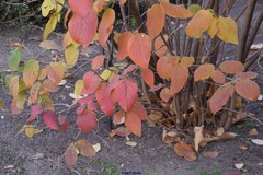 Viburnum buddleifolium