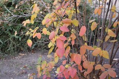 Viburnum buddleifolium