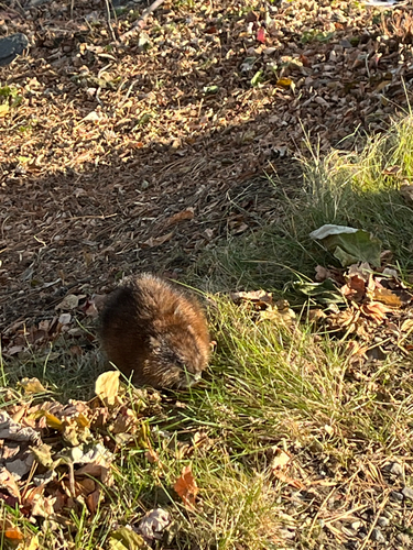 Muskrat