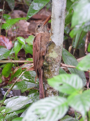 Amazonian Barred Woodcreeper (Dendrocolaptes certhia)