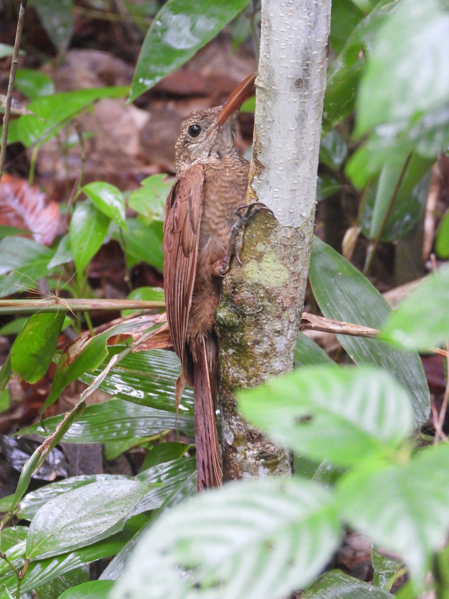 Amazonian Barred Woodcreeper (Dendrocolaptes certhia), photo 1