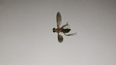 Ptecticus testaceus