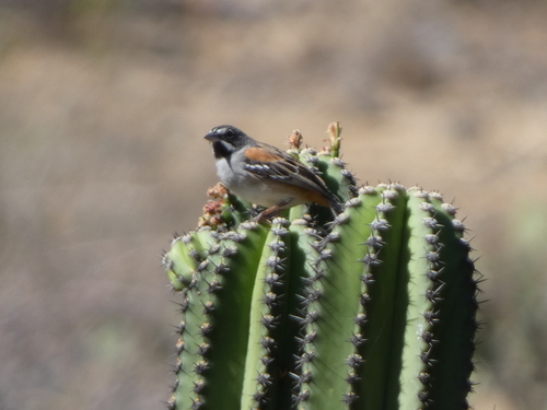 Bridled Sparrow (Peucaea mystacalis), photo 3