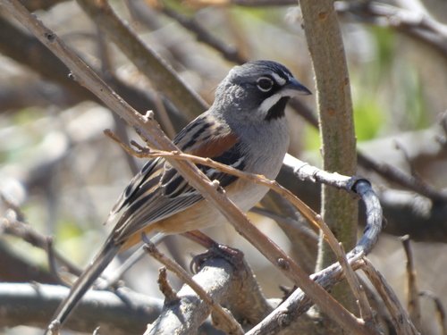 Bridled Sparrow (Peucaea mystacalis), photo 8