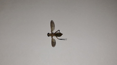 Ptecticus testaceus