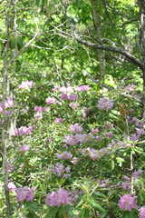Rhododendron catawbiense