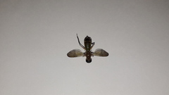 Ptecticus testaceus