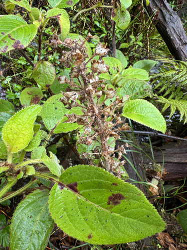 Phyllostegia vestita observed 2026-01-15