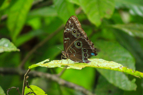 Common Morpho