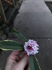 Daphne odora marginata