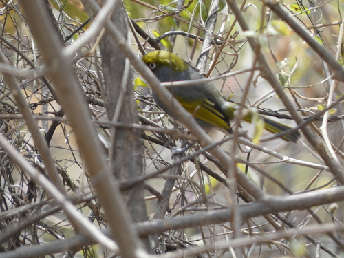Slaty Vireo (Vireo brevipennis)