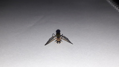 Ptecticus testaceus