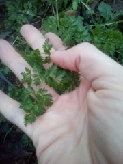 Anthriscus sylvestris