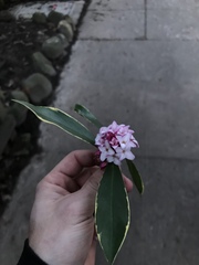 Daphne odora marginata