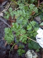 Anthriscus sylvestris