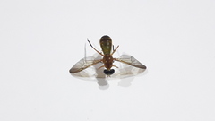Ptecticus testaceus