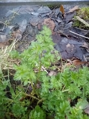 Anthriscus sylvestris