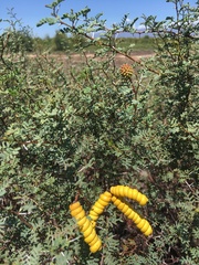 Prosopis strombulifera