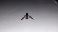 Ptecticus testaceus