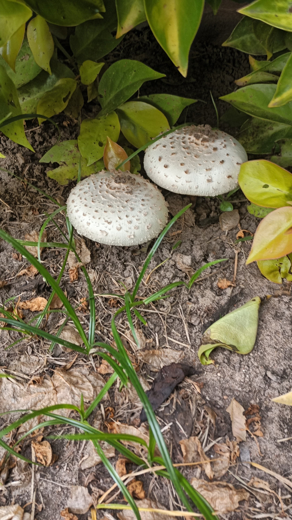 Chlorophyllum molybdites · January 2026 · photo: © daniel_castanhal (iNaturalist, cc-by)