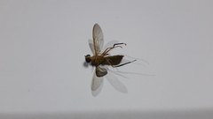 Ptecticus testaceus